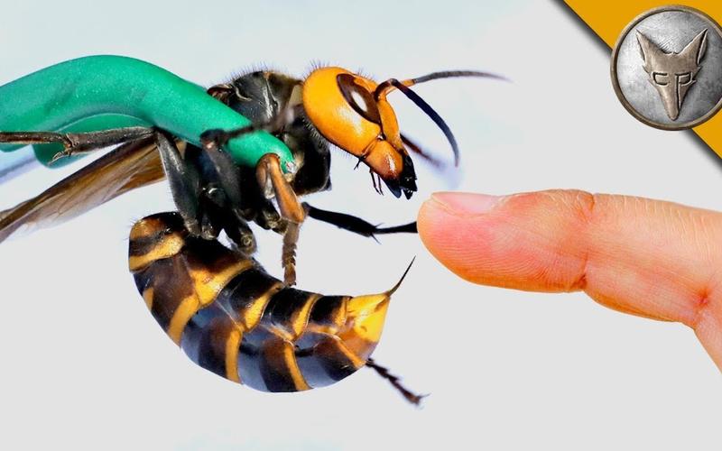 日本大黄蜂vs蝎子